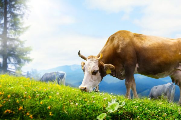 art cow grazing in a mountain meadow