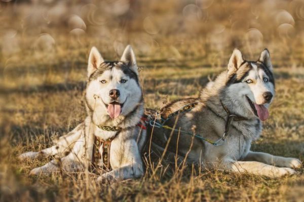 Due husky sdraiati su un prato con i loro collari.
